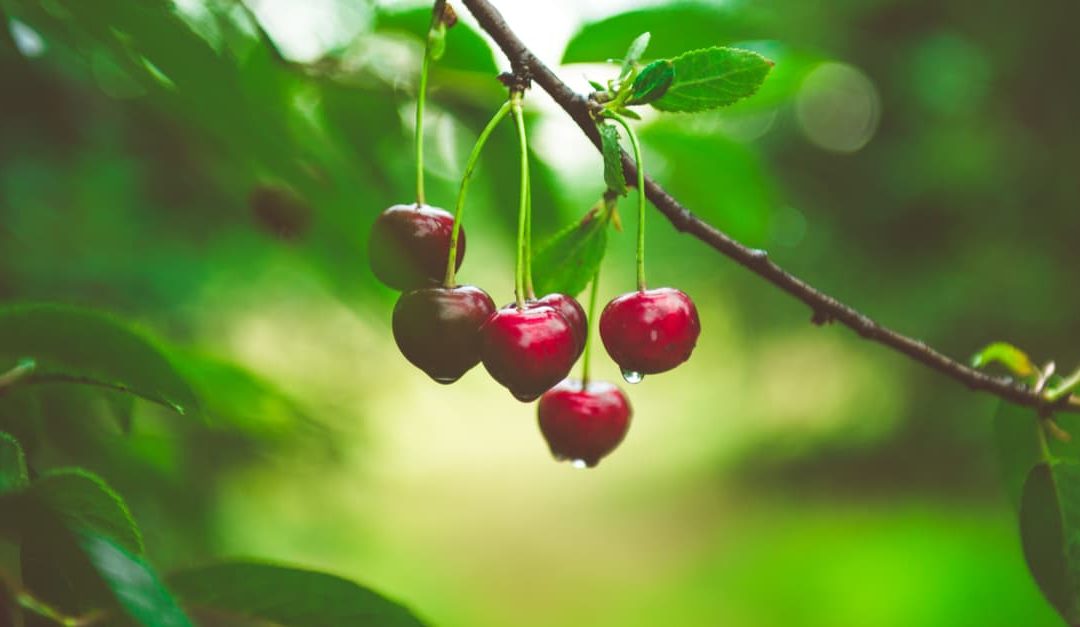 Cherries on a branch